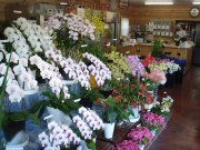 「白石生花店」　（大分県日田市）の花屋店舗写真2